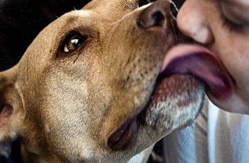 Τα pitbull είναι από τις πιο φιλικές προς τον άνθρωπο ράτσες σκύλων, με τη μεγαλύτερη υπομονή και ανοχή που θα συναντήσετε ποτέ!