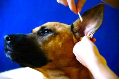 Πως να καθαρίσετε να αυτιά του σκύλου σας