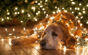 Kρατήστε το σκύλο σας ασφαλή κοντά στο Χριστουγεννιάτικο δέντρο...