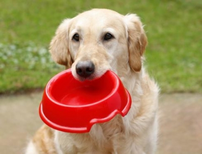 Έρευνες αποκάλυψαν:Η χρήση κόκκινου μπολ δίνει καλύτερη γεύση στη σκυλοτροφή