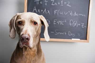 Μπορούν οι σκύλοι να κάνουν μαθηματικά;