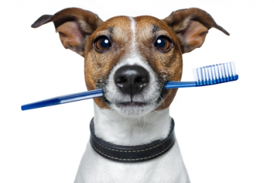 Οδοντιατρική φροντίδα σκύλων