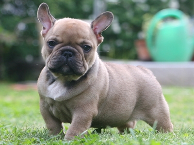 Γαλλικό Μπουλντόγκ-French Bulldog