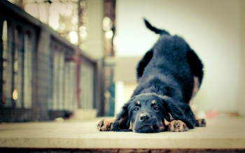 20 αλήθειες που δεν πρέπει να ξεχνάμε όσοι αγαπάμε τα σκυλιά! Μαθήματα ζωής…