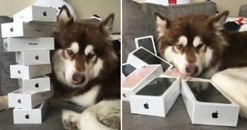 Γιος Κινέζου δισεκατομμυριούχου αγόρασε στον σκύλο του 8 συσκευές iPhone 7.
