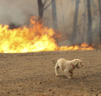 Μεγάλες επιχειρήσεις διάσωσης ζώων όλη τη νύχτα στα μέτωπα της φωτιάς της ΒΑ Αττικής (photos)