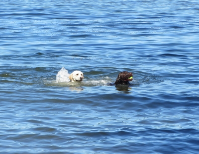 Εκπαιδεύστε το σκύλο σας να κολυμπά