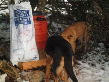 Ανέβηκαν στη χιονισμένη Πάρνηθα για να ταΐσουν τ’ αδέσποτα ζώα
