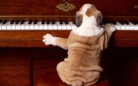 Αρέσει στους σκύλους η μουσική;