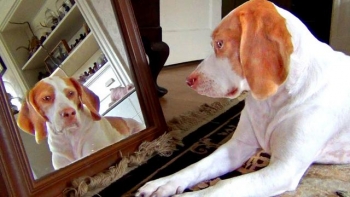 Μπορεί ο σκύλος μου να αναγνωρίσει το είδωλό του στον καθρέφτη;