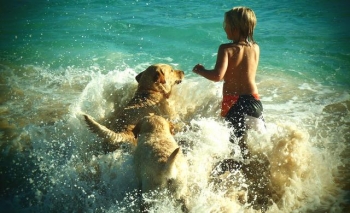 Αυτές είναι οι Pet Friendly παραλίες της Ελλάδας και με το νόμο!