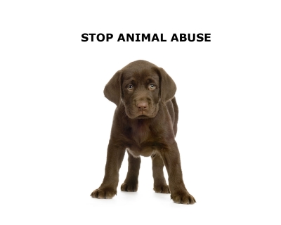 Τι μπορείτε να κάνετε για να βοηθήσετε να σταματήσει η κακοποίηση των ζώων