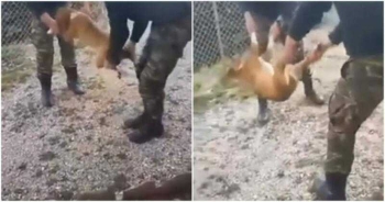 Καταδικάστηκαν στο Εφετείο νεαροί που πέταξαν σκύλο σε γκρεμό στο Πληκάτι Ιωαννίνων όταν ήταν φαντάροι (βίντεο)