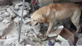 Σκύλος διασώστης πέθανε από υπερκόπωση αφού πρώτα έσωσε 7 ανθρώπους