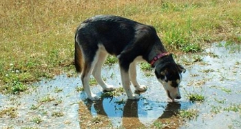 Σκύλος πέθανε επειδή ήπιε νερό από μια λακκούβα. Όλοι οι ιδιοκτήτες κατοικιδίων πρέπει να δώσουν μεγάλη προσοχή σε ΑΥΤΟ