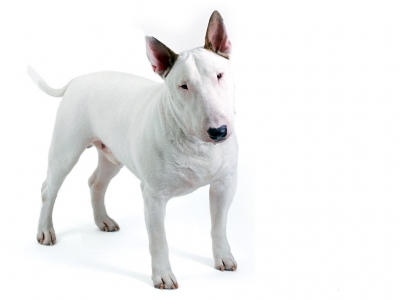 Μπουλ Τεριέ-Bull Terrier
