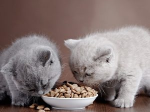 Ξηρά Τροφή για Γάτες